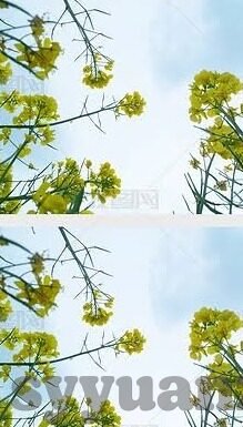 91麻豆传媒视频-田埂上的智慧之花——新媒体时代的文化现象浅析