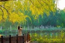 麻豆精选视频-麻豆精选视频，网络时代的文化风尚与视觉盛宴