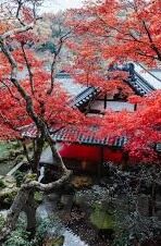 色狐吧韩国日本伦理日本-探索多元文化视角下的网络内容与伦理边界